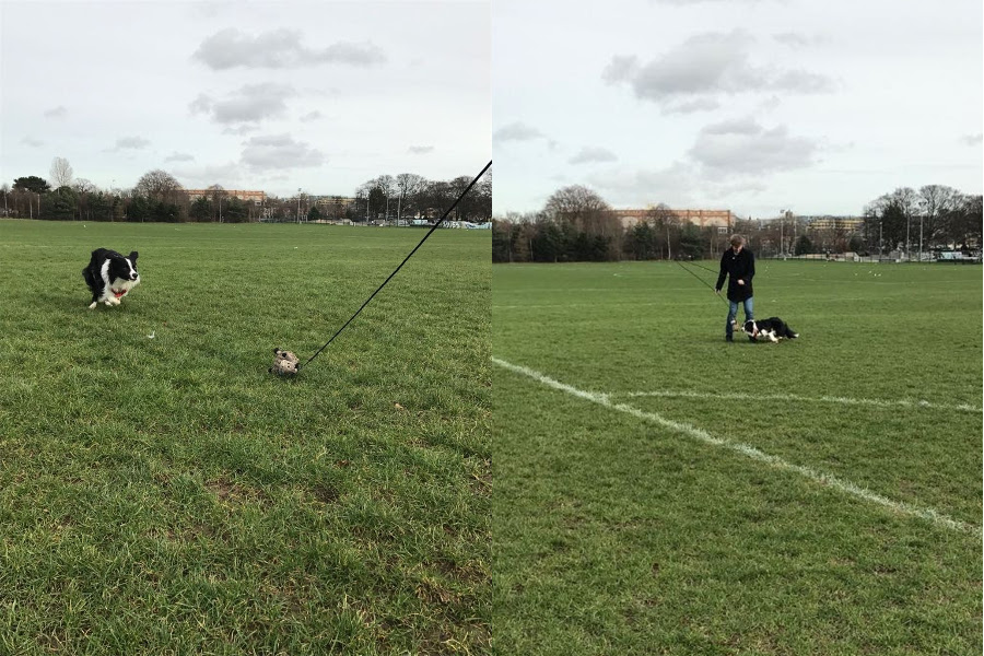 Charlie chases the toy immediately after hearing the words 'go play'