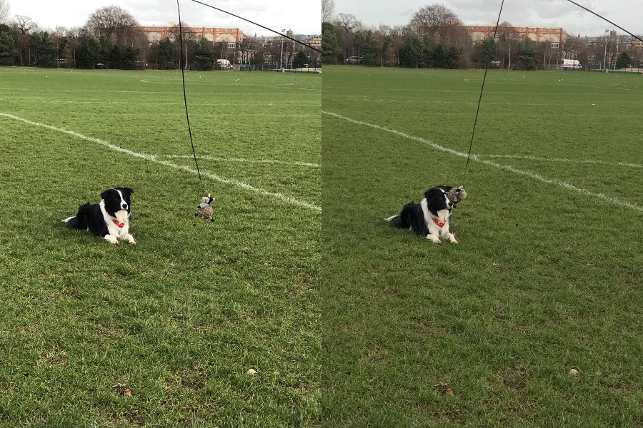 Charlie ignoring the toy and waiting for his signal