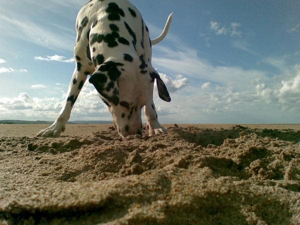 At the beach near Goswick