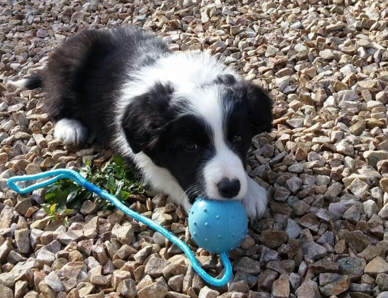 Charlie in the garden on arrival day