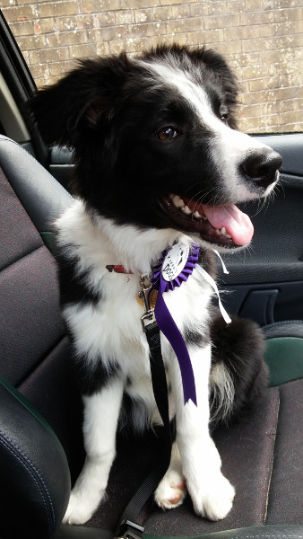 Charlie with his graduation rosette