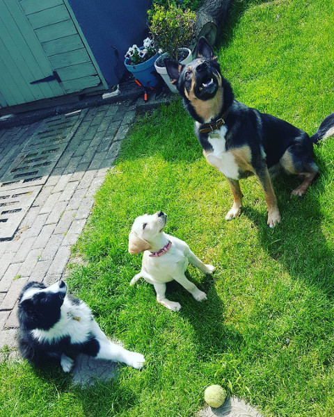 Charlie, with his new friends Penny and Barney